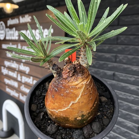 pachypodium gracilius《大きめM size》※現地球株発根済※成長点潰れ&ワイルド現地焼け肌‼︎子孫繁栄意識高く胴吹き枝の装いが堪らない良樹形※mad black pot植え