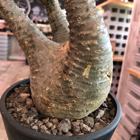 packypodium  gracilius《大きめM size》※現地球発根済株※店主国内管理3年株※大きめbalance整ったグラキ‼︎開花しかわいさ倍増中※mad black pot植え