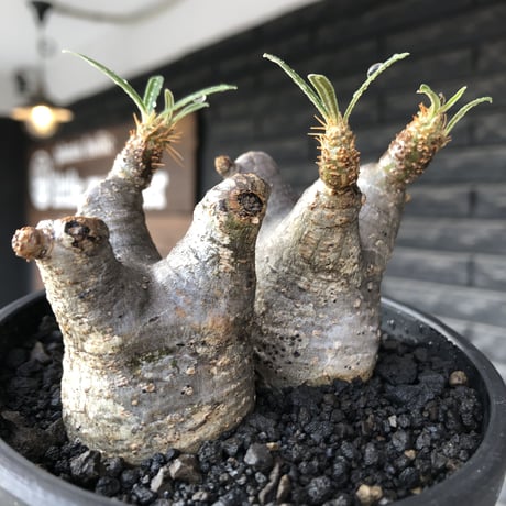 pachypodium gracilius《大きめS size》両 A面&w-he'd株※現地球発根後店主国内管理2年株※ぼってり愛くるしさ100%な一株※mad black bowl pot植え