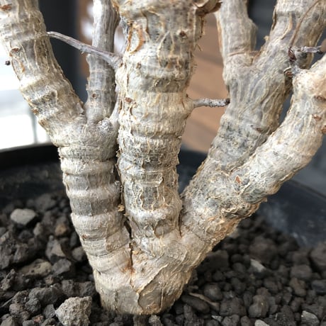 senna  meridionalis《L size》