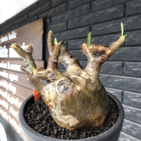 pachypodium gracilius《L size》※現地球発根後店主国内管理4年株※ぼってり偏平樹形にガクガク枝振りが堪らない一株‼︎※mad black bowl pot植え