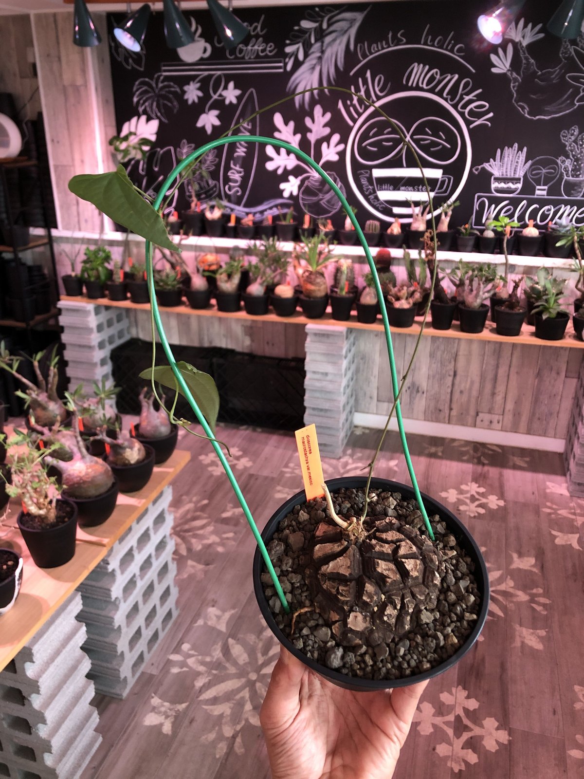 dioscorea macrostachya メキシコ亀甲竜《大きめM size》※現地球 dioscorea macrostachya メキシコ亀甲竜《大きめM size》※現地球