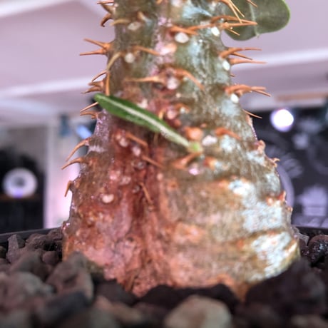packypodium   makayense《S size》※現地球発根済株※マカイらしい透けたグリーン肌に赤棘の短枝ぼってり樹形‼︎ミニチュアwild株※mad black bowl pot植え