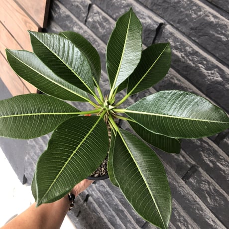 pachypodium  baronii《LL size》※激希少‼︎現地球発根後店主国内管理9年株※激極太幹を持ちどっしり構えの男前‼︎太いstuds棘が堪らない※mad black pot植え