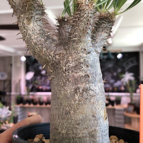 packypodium    gracilius《M size》