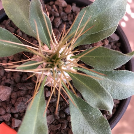 packypodium  namaquanum 光堂《大きめS size》littmon seed🌱※希少‼︎威勢よく葉も展開中‼︎しっかり育て渾身の一株※mad  black bowl pot植え