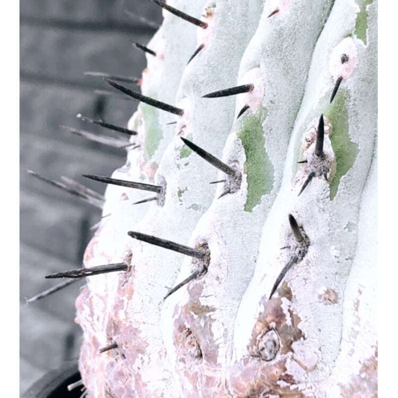 黑王丸Copiapoa cinerea強棘 発根管理中 黑王丸Copiapoa cinerea強棘 発根管理中