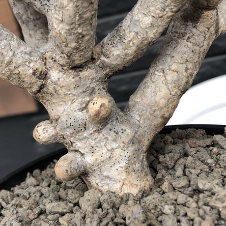 euphorbia  guillauminiana《大きめL size》※現地球発根済株※店主国内管理4年株※溶岩質土壌育ちの現地球株らしい表皮＆厳つい極太幹が◎※mad black pot植え
