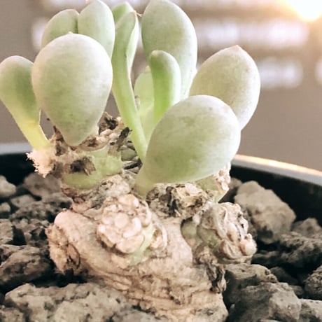 othonna clavifolia《小さめM size》激希少※現地球発根後店主国内管理2年株※個体激減し輸入厳しい中、小振りでも将来有望な低重心な良樹形※mad black pot植え