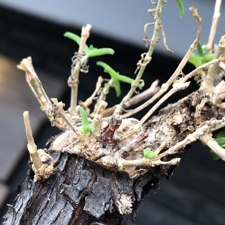 mestoklema tuberosum《大きめM size》※現地球発根後店主国内管理5年株※味深き表皮にバランス良く絶妙な捻くれ樹形の冬動く希少灌木※mad black pot植え