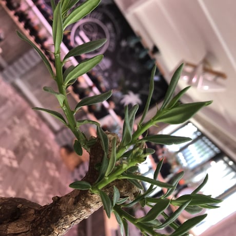 packypodium   bispinosum《M size》