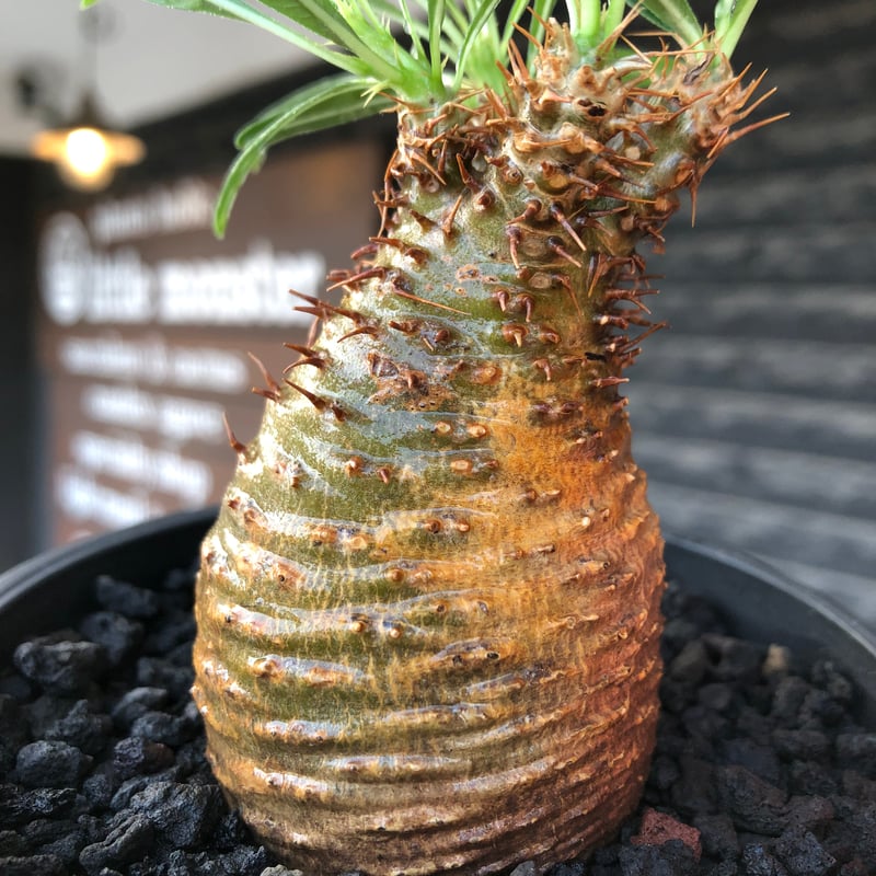 Pachypodium gracilis - 現地球　発根済み pachypodium gracilius《大きめS size》※現地球株発根済※可愛さだけで