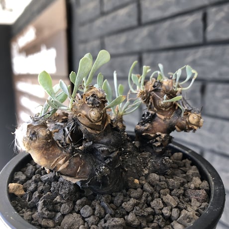 othonna  euphorbioides《M size》※現地球発根後店主国内管理3年株※枝幅も広くオイデスらしい両樹形な纏まり良き一株※mad black pot植え