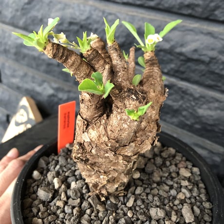 euphorbia    itremensis《M size》おススメ株‼︎   mad  black  pot植え