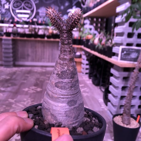 packypodium  gracilius《大きめS  size》※現地球発根済株‼︎※下部にある穴がcharmpointな可愛い一頭枝グラキ‼︎※mad black bowl pot植え