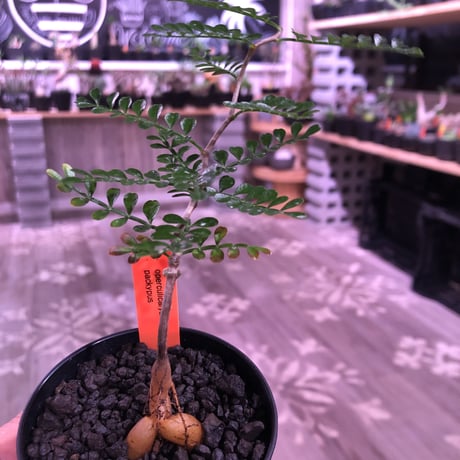 opercullicarya   packypus  littmon  seed🌱 《２年半株》balance良く装い良き一株‼︎　※（限定３株）