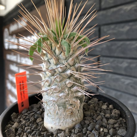 pachypodium  namaquanum 光堂《L size》littmon seed🌱※激希少‼︎ぼってり大きめ光堂‼︎時間かけ大切に育てた渾身の一株※mad  black pot植え