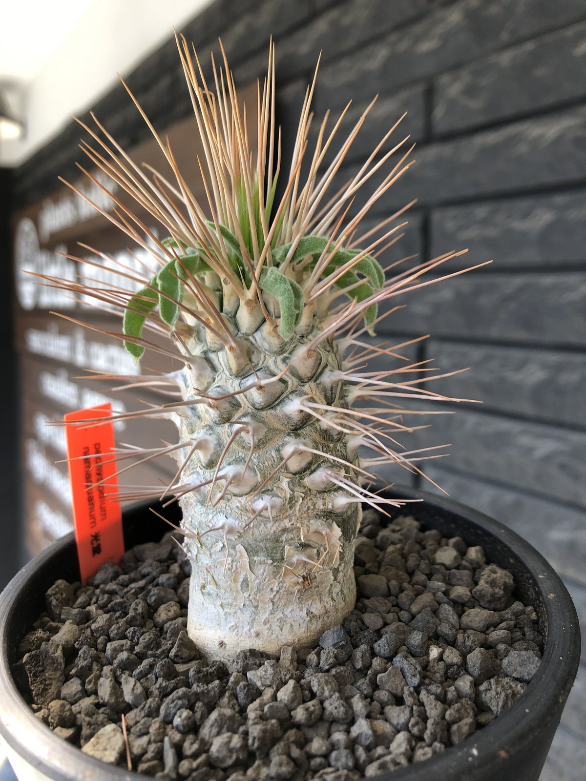 pachypodium namaquanum 光堂《L size》littmon seed🌱...