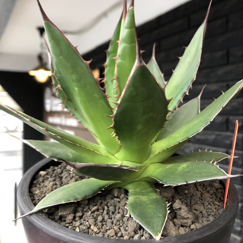 agave horrida《大きめM size》※現地球発根後店主国内管理2年株