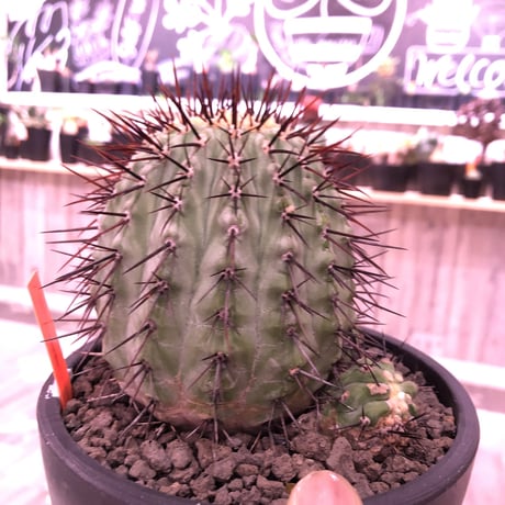copiapoa   cinerea  var.columna-alba《M size》 発根済み株  ※国内8年株  bowl  marble  pot植え