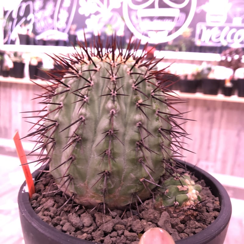 copiapoa cinerea var.columna-alba《M size》 発根