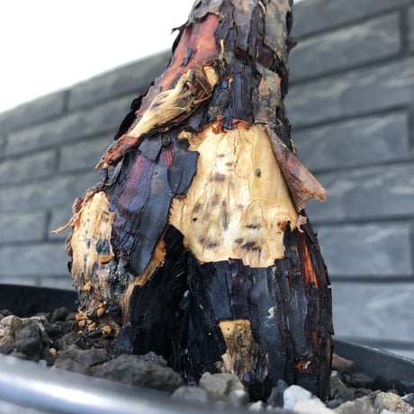 mestoklema  tuberosum《大きめM size》※現地球発根済株※大変朽ちくした表皮に赤肌味強き株元どっしり樹形‼︎希少‼︎冬季も動く唯一無二な灌木※mad black pot植え