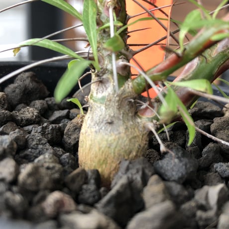 fouquieria  purpusii《M size》