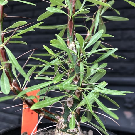 fouquieria  purpusii《大きめM size》希少大きめ株※現地球発根済株※株元大きめのbalance＆肌質＆特化した美しい柄‼︎オススメ株※mad black pot植え