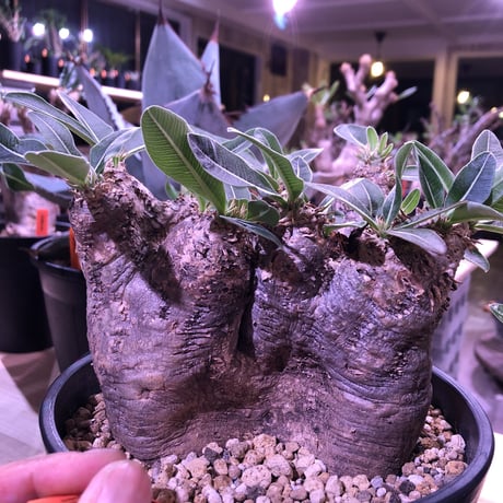 packypodium    roslatum var. eburneum（L size）※ 現地球   発根済み株