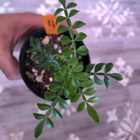 opercullicarya  pachypus《実生一年半株》