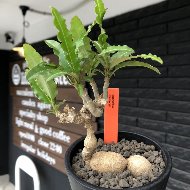 euphorbia cremersii《 L size》※現地球発根後店主国内管理2年株