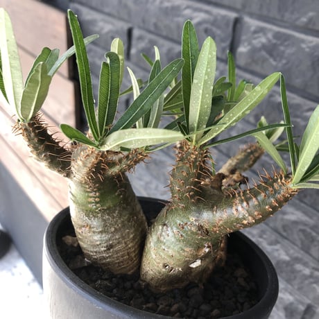 pachypodium gracilius 《L size》希少‼︎green肌 &ぼってり3-he'd株※現地球発根後店主国内管理4年株※weight低く両A面株※black bowl pot植え