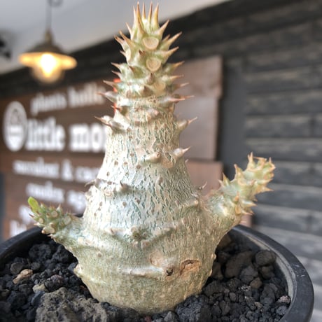 pachypodium windsorii《M size》※選抜littmon seed🌱※weight低き極ぼってり株元&枝振りも◎良樹形※mad black pot植え