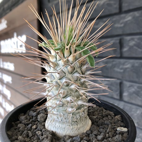 pachypodium  namaquanum 光堂《L size》littmon seed🌱※激希少‼︎ぼってり大きめ光堂‼︎時間かけ大切に育てた渾身の一株※mad  black pot植え
