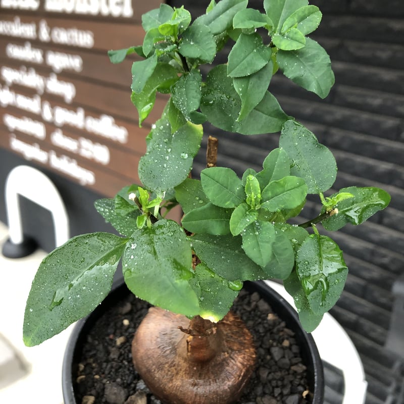 euphorbia hedyotoides《L size》球体大株※現地球株発根済※中々出会え