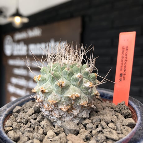 strombocactus 菊水《大きめS size》激希少‼︎現地球発根後店主国内管理4年株※激希少現地球株の上、まん丸球体樹形で堪らない一株※常滑焼陶器鉢植え
