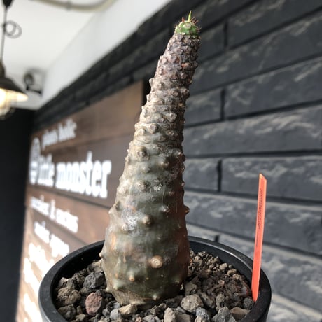 euphorbia   pachypodioides《M size 》※ボコボコ肌の立体的樹形‼︎葉の表がグリーンで葉裏とお花が紫の魅力的な一株※mad black pot植え