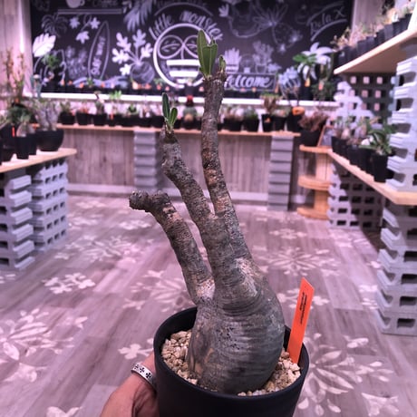 packypodium  gracilius《小さめM size》※現地球株  発根済み株‼︎  丸め株（限定11株）