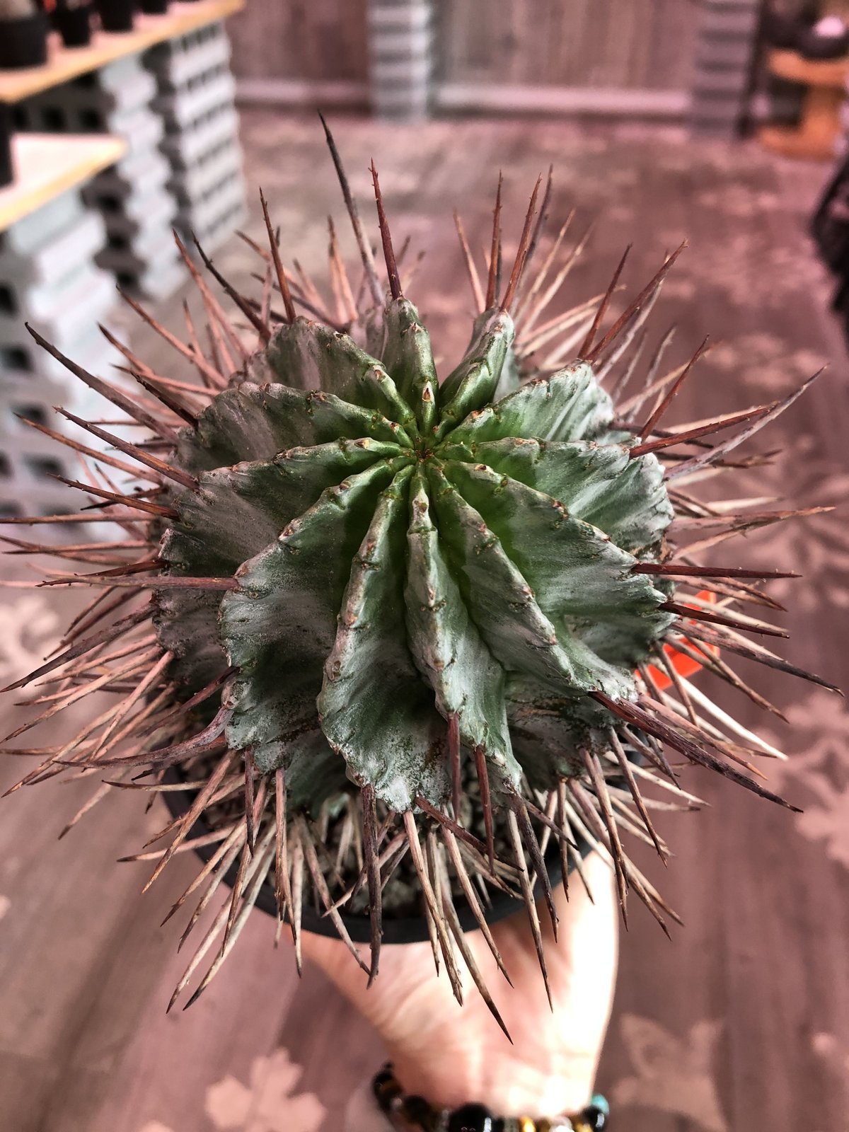 激渋 ユーフォルビア オールド ホリダ ユーフォルビア：ホリダ 7号鉢植え 23-03 の通販 | 園芸ネット