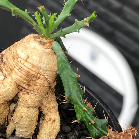 euphorbia micracantha《M size》※現地球株発根済※細く無数に生える長めの棘を持つどっしり構えの男前な一株※black bowl pot植え