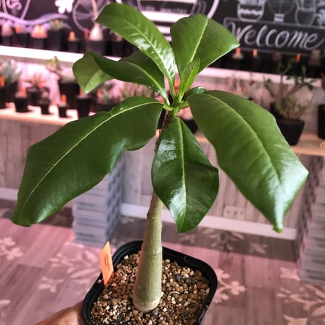 packypodium decaryi《Msize》
