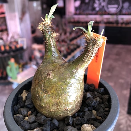 pachypodium  gracilius《S size》希少二頭枝&green肌※現地球発根後店主国内管理2年株※ツル肌の上、堪らなく愛くるしい一株※mad black pot植え