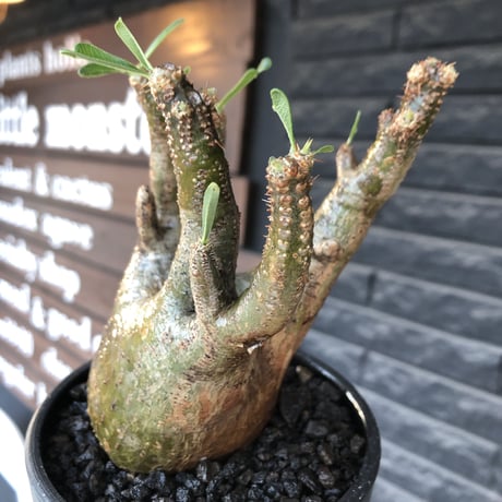 pachypodium gracilius《M size》一部希少green肌&良枝振り株※現地球発根後店主国内管理4年株※ぼってり樹形&良枝振りの良樹形※mad black bowl pot植え