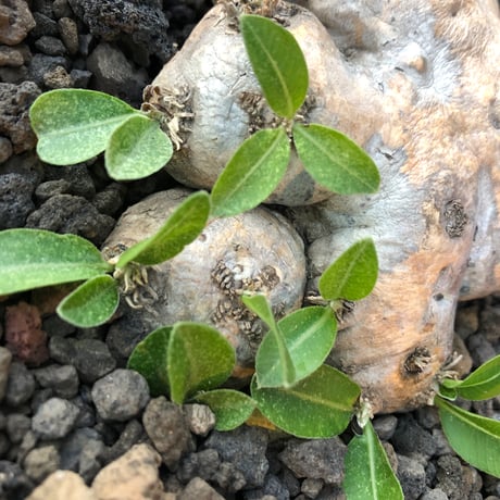 pachypodium  brevicaule恵比寿笑い《M size》※現地球発根済株※より偏平さが強く、肌質や肌カラーが大変綺麗な笑い‼︎今後流通少なくなります※浅鉢植え