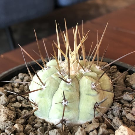 copiapoa   cinerea  長刺白棘黒王丸《小さめM size》希少※現地球株カキ仔自根株‼︎※mad black bowl pot植え