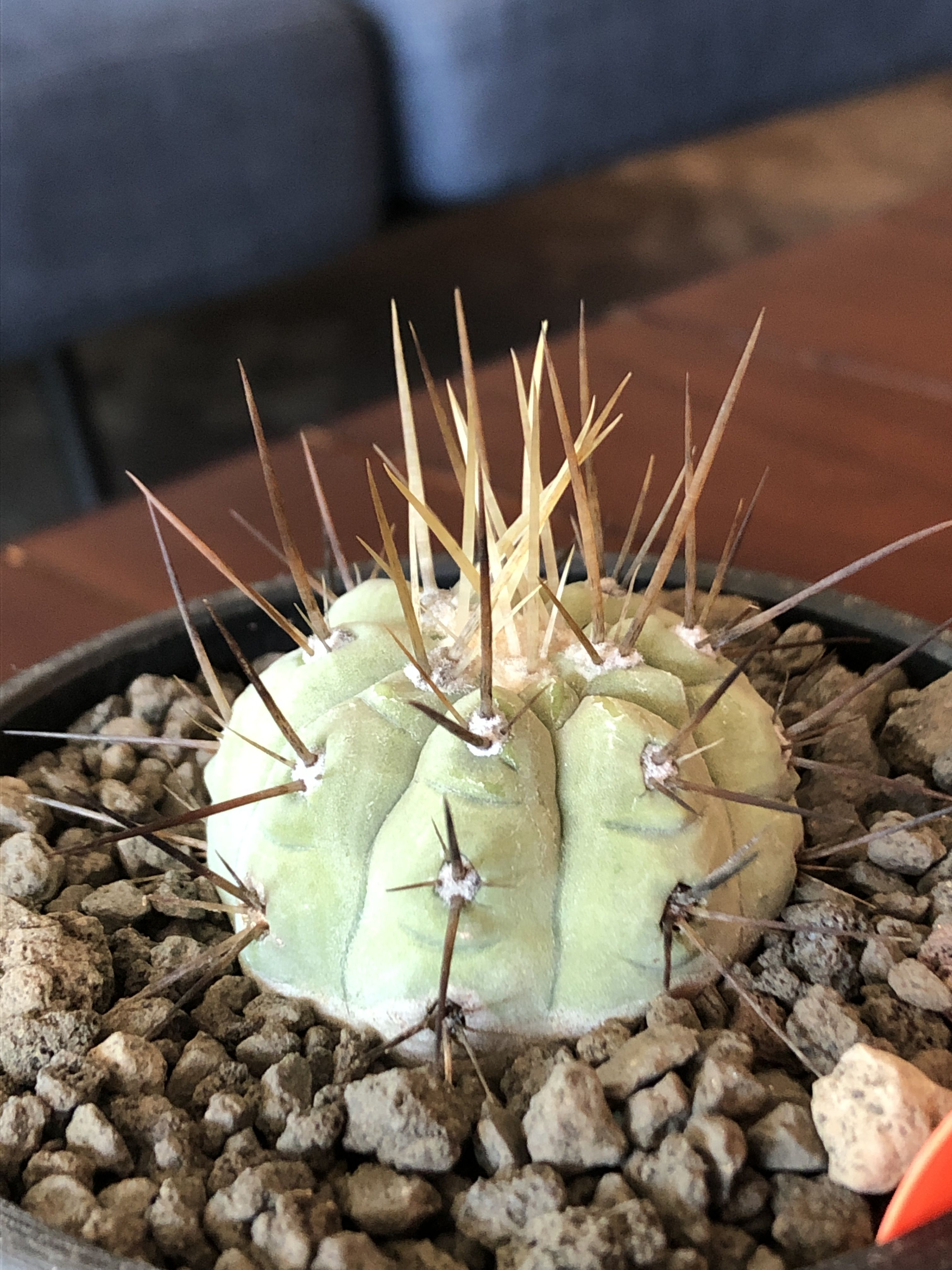 Copiapoa cinerea 白棘黒王丸 copiapoa cinerea 長刺白棘黒王丸《小さめM size》希少※現地球株カキ仔