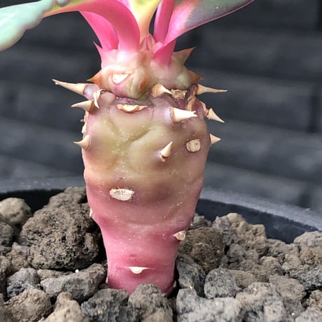 euphorbia viguieri《S size》※現地球株発根済※小振りでピンクカラーが可愛すぎる一株‼︎※mad black pot植え