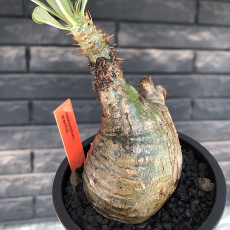 packypodium  gracilius《M size》希少green肌ニ頭枝＆半面現地焼け※現地球発根済株※店主国内管理3年株※interior性高く良き歪感※mad black pot植え