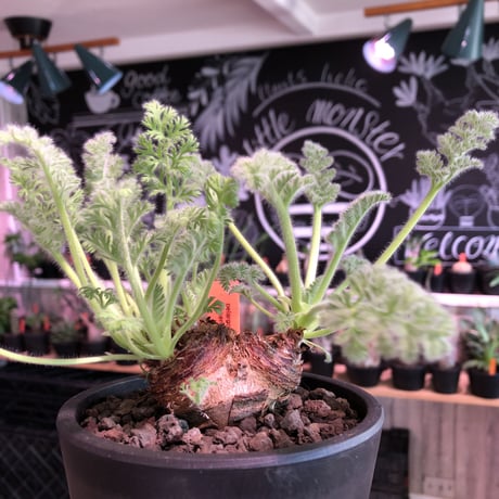 pelargonium  appendiclatum《大きめM size》※店主個人株‼︎現地球発根済株※実生株しかまず出回る事のない激希少‼︎更にW-he'd‼︎🤩※mad black pot植え