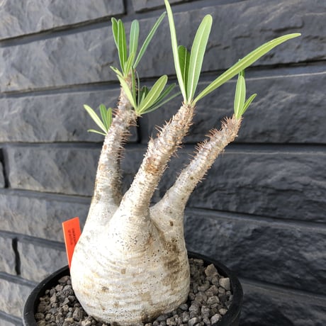 packypodium  gracilius  《大きめM size》 ※現地球  発根済み株   mad black pot植え  白く！丸い！